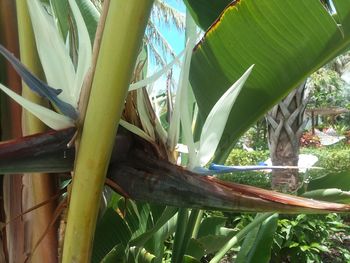 Close-up of bamboo plant