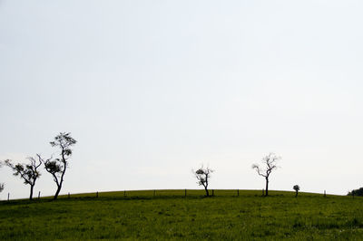 Trees on field against clear sky