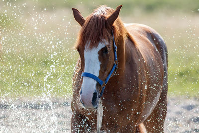 Close-up of horse in the sea