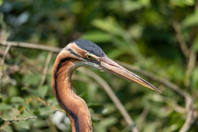 Close-up of a bird