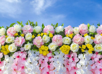 Close-up of pink flowering plants against sky