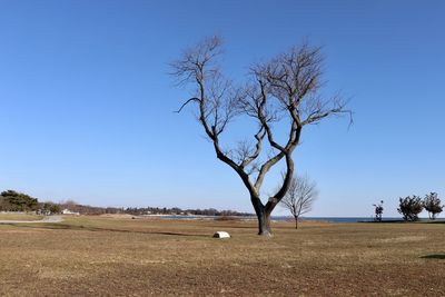 Bare tree on field against clear blue sky