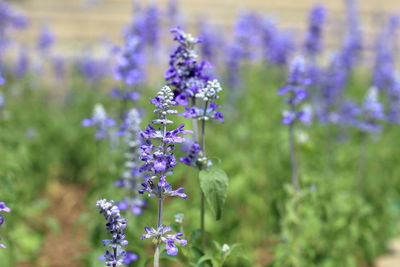 Close-up of purple flowering plant on field