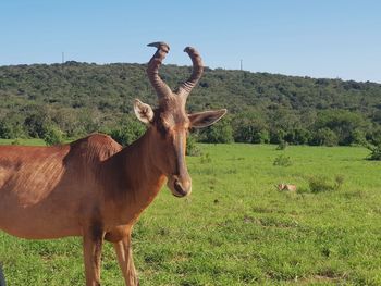 Horse standing on field