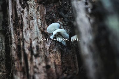 Close-up of text on tree trunk