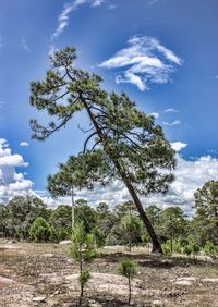 Trees against sky