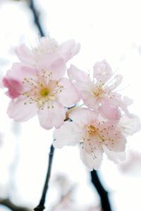 Close-up of apple blossoms in spring