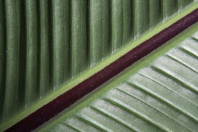 Full frame shot of green leaves