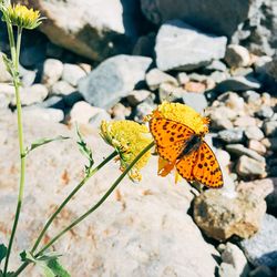 Close-up of butterfly on rock