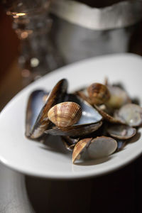 High angle view of shells in plate