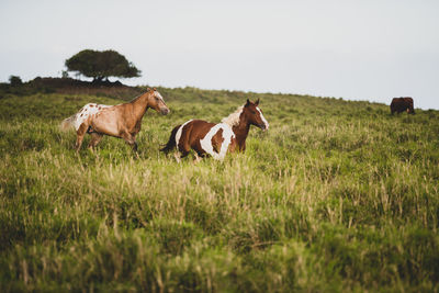 Two horses running through a meadow together