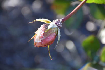 Close-up of red flower growing on plant