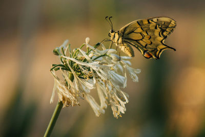 Close-up of butterfly pollinating on flower