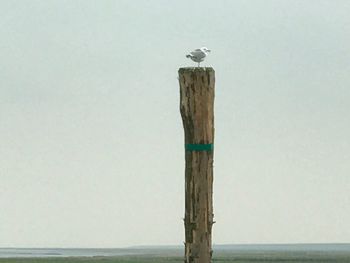 Bird perching on wooden post by sea against sky