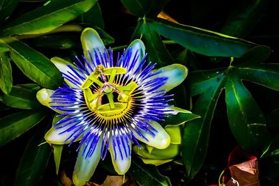 Close-up of passion flower blooming outdoors