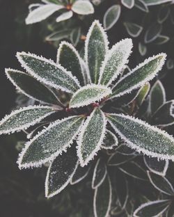 Close-up of frost on leaf