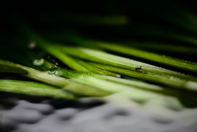 Close-up of water drops on leaf