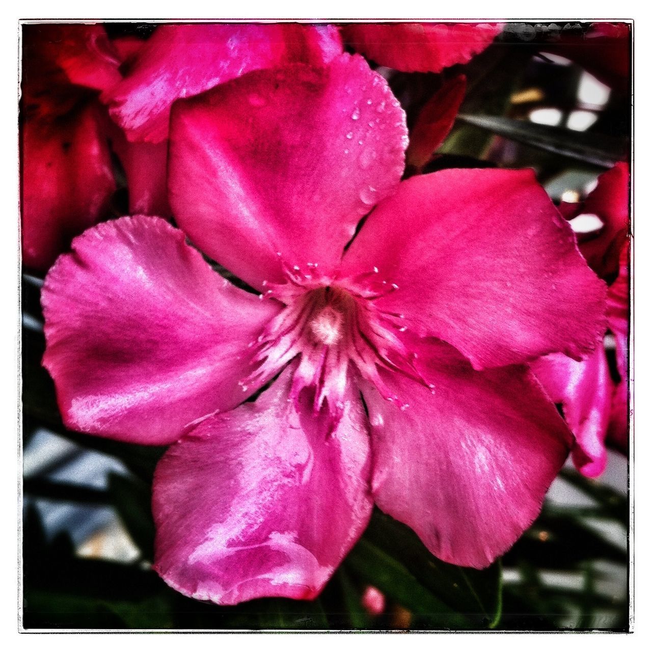 flower, petal, freshness, pink color, flower head, fragility, transfer print, close-up, beauty in nature, growth, auto post production filter, pink, nature, stamen, blooming, focus on foreground, in bloom, pollen, outdoors, single flower