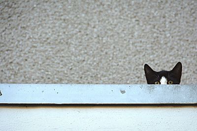 Cat looking away
