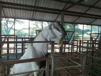 View of an animal cage