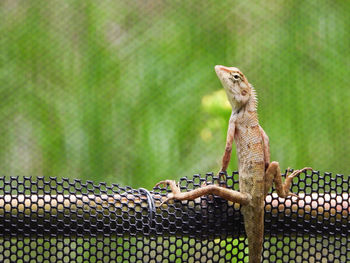 Close-up of lizard on fence at zoo