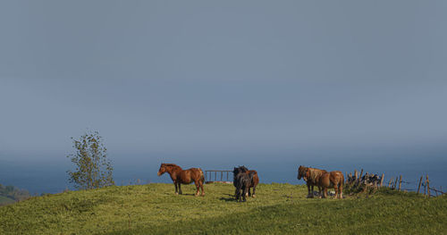 Horses in a field by the sea
