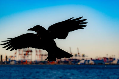 Close-up of bird flying over sea