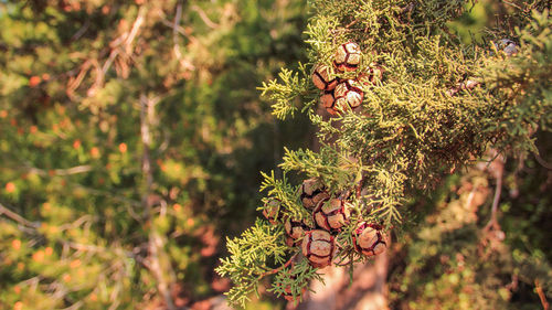 Cones on thuja tree growing in forest