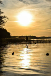 Silhouette of ducks swimming in lake during sunset