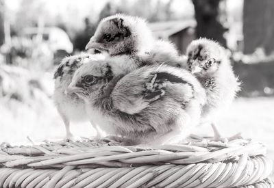 Close-up of chicks on basket