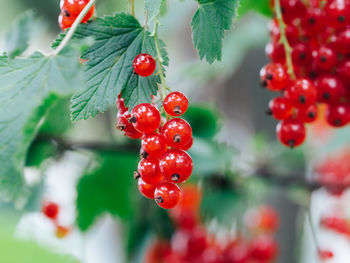 Close-up of red currants growing on plants