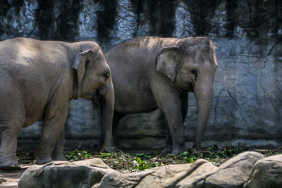 View of elephant