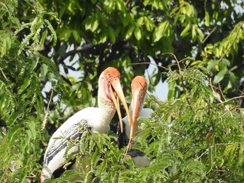 Close-up of birds perching on tree