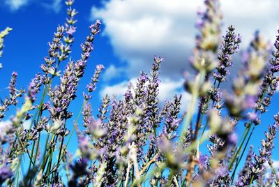 Close-up of purple flowering lavander plants on field against sky