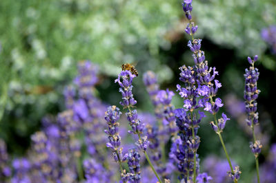 Bee on lavender flower at park