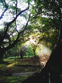 Trees in forest