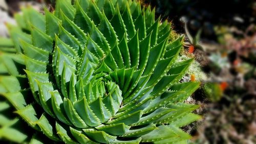 Close-up of green leaves