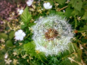 Close-up of white dandelion