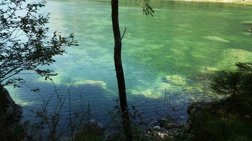 High angle view of trees by lake in forest