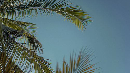 Daun kelapa dengan background langit