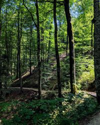 Trees in forest