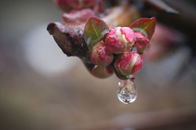 Close-up of water drops on leaf