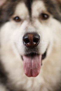 Close-up portrait of dog