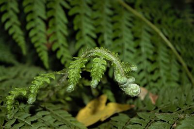 Close-up of green plant