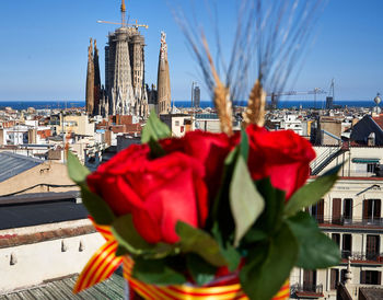 Close-up of red flowering plant against buildings in city