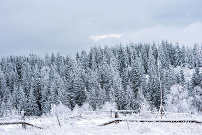 Pine tree forest covered by snow in winter against cloudy sky