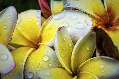 Close-up of wet yellow lily blooming outdoors