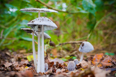 Close-up of mushroom growing on field