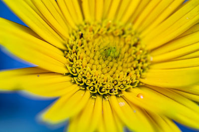 Close-up of sunflower