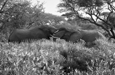 Side view of elephant on field